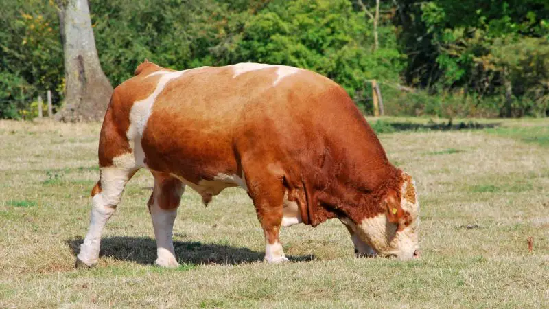 Simmental