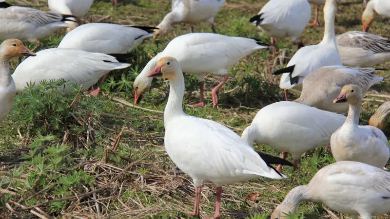 Snow Geese