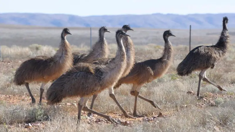 What Are Emus