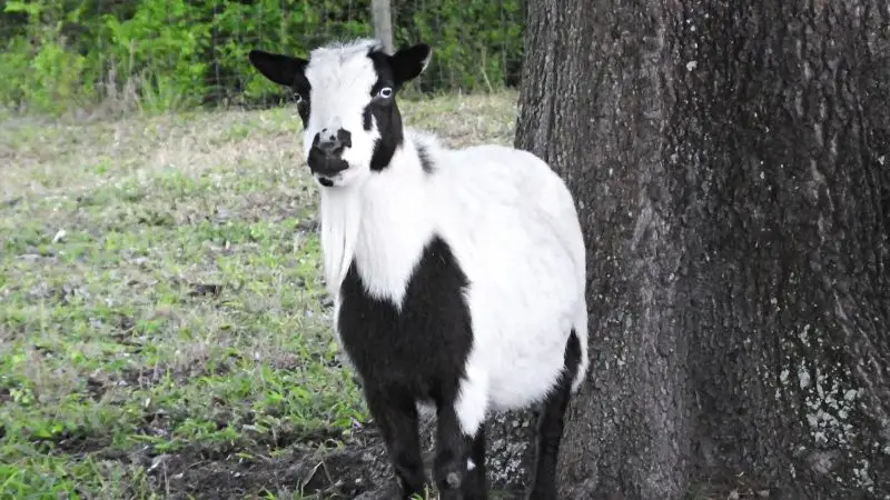 What Are Fainting Goats