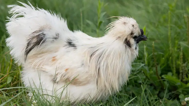 What Do Silkie Roosters Look Like