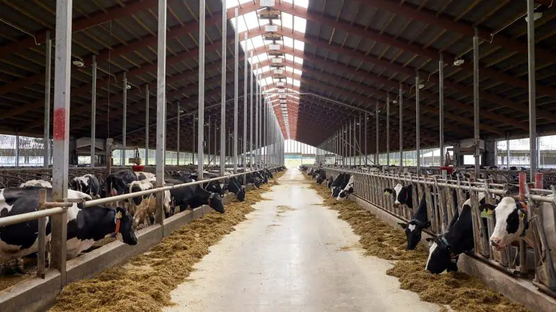 What Is Considered a Small Dairy Farm
