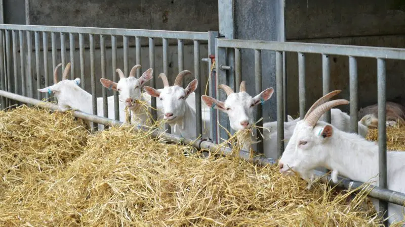 What Is the Best Hay to Feed Goats