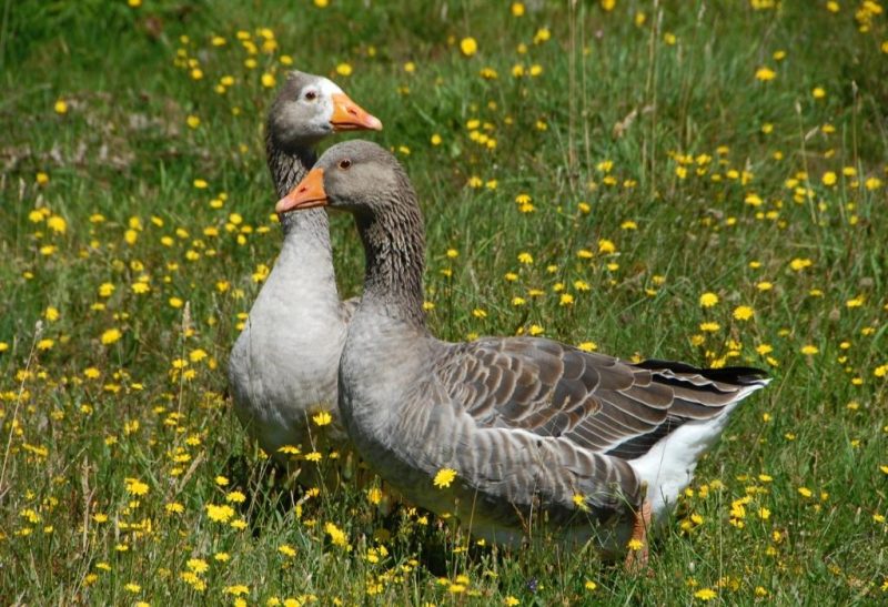 What Is the Difference Between Goose and Geese