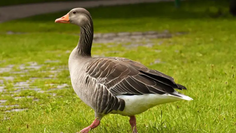 What To Do if a Goose Chases You