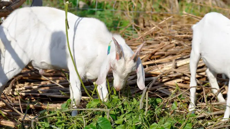 What are the Gulabi Goat’s Traits