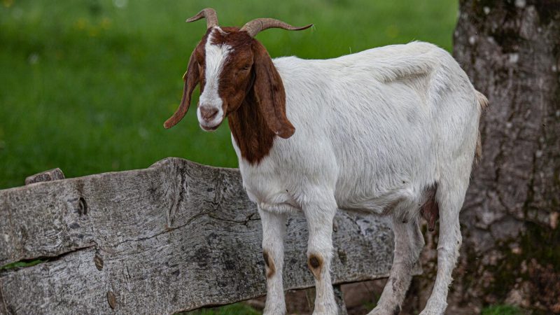What is Gulabi Goats