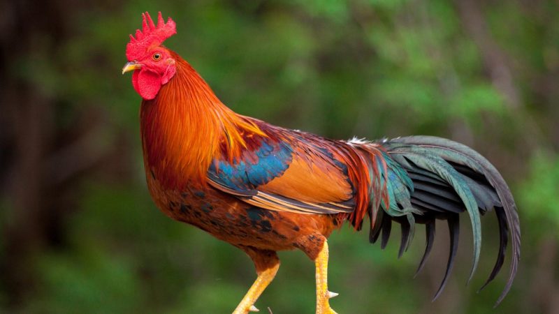 What to Consider When Buying a Rooster