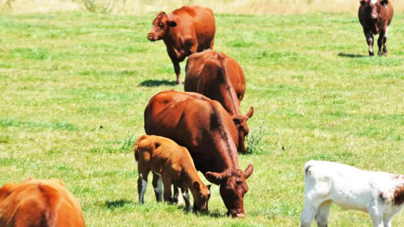 What to Consider in Buying Beef Cattle