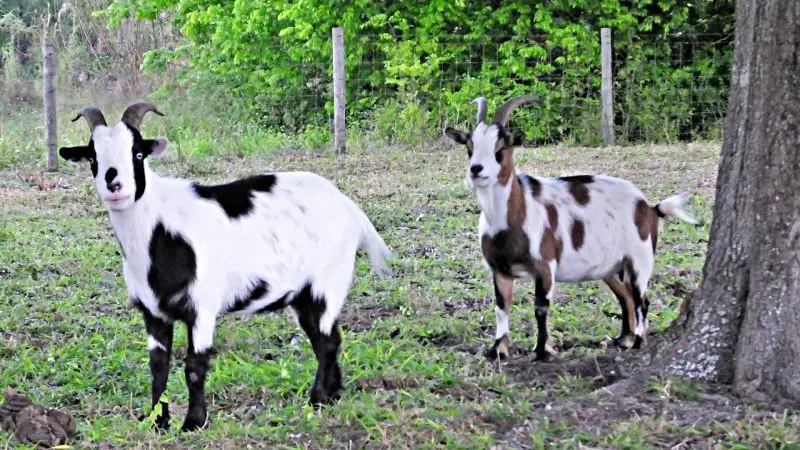 Where Should You Buy a Fainting Goat