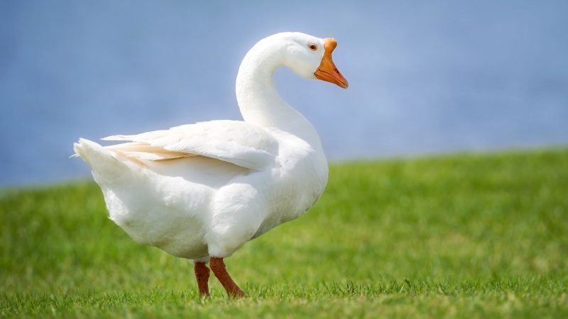 White Chinese Geese