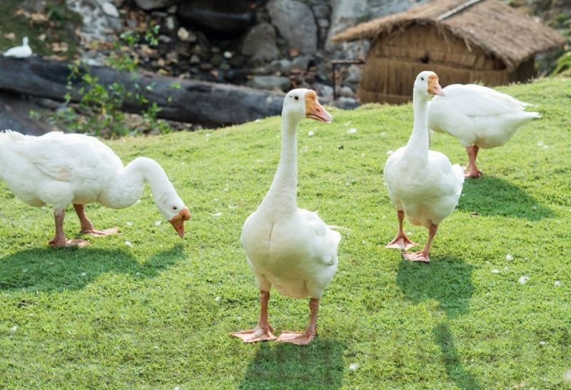 White Geese Breeds Facts and Photos