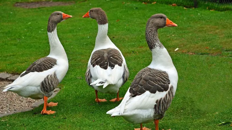 White Pomeranian Geese