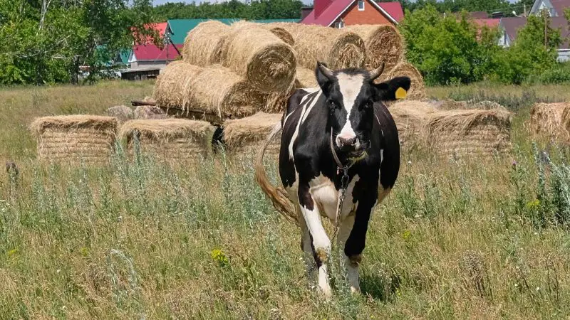 Whitebred Shorthorn