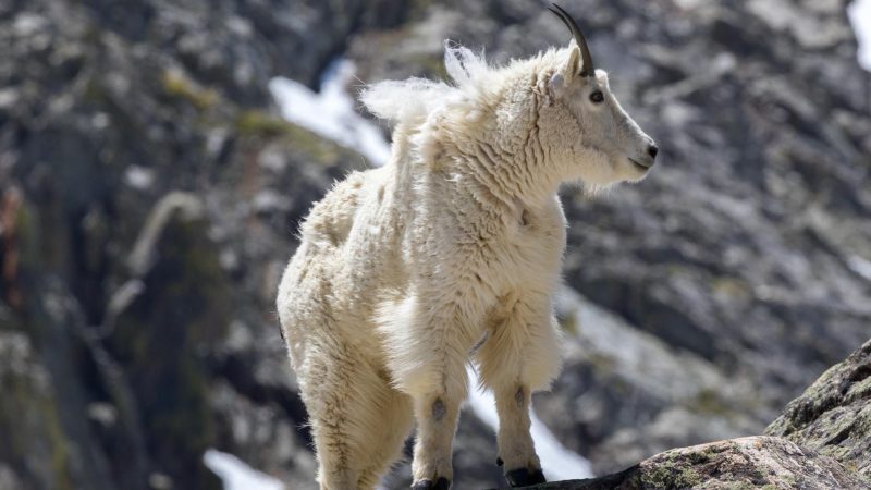 Why Do Mountain Goats Get Up So High