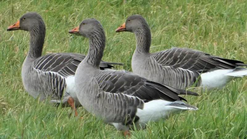 Why are Geese So Aggressive