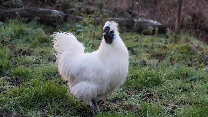 Will a Silkie Cockerel Be Able to Breed with Other Hens