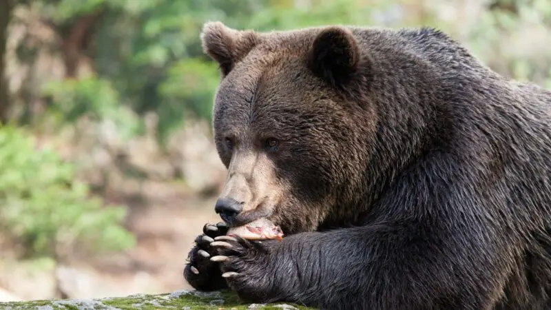 Are Bears Always Hungry