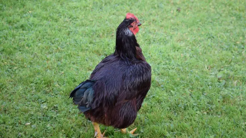 Black Ameraucana Chicken