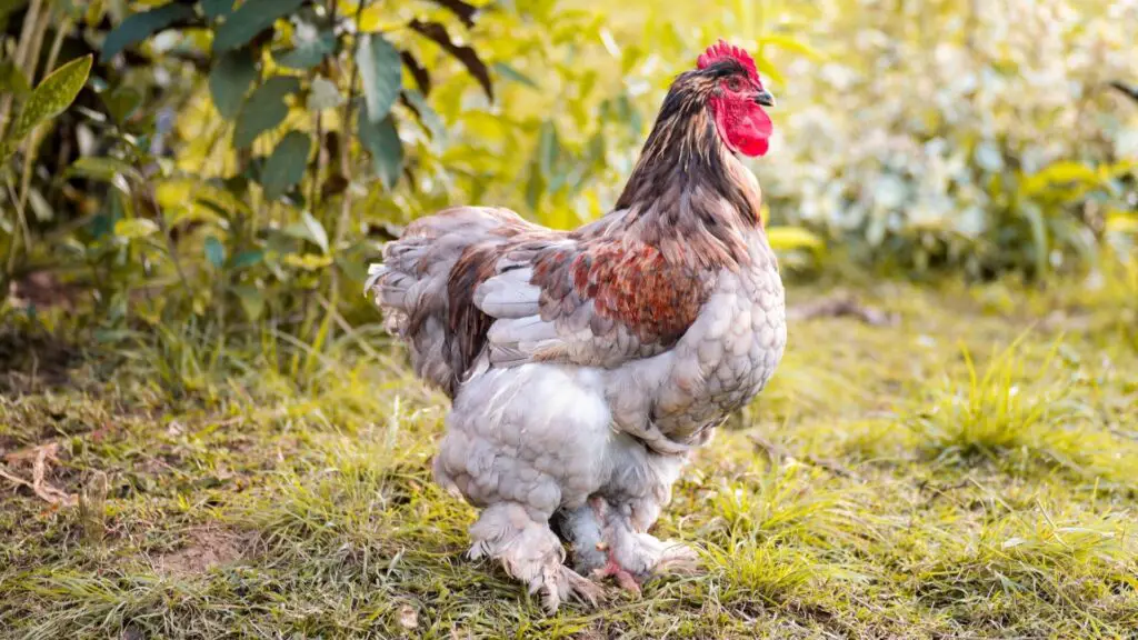 Blue Ameraucana Chicken