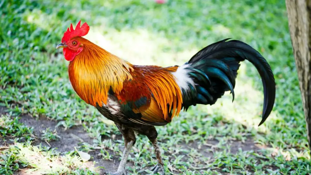 Brown Red Ameraucana Chicken