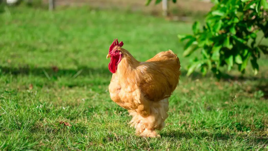 Buff Ameraucana Chicken