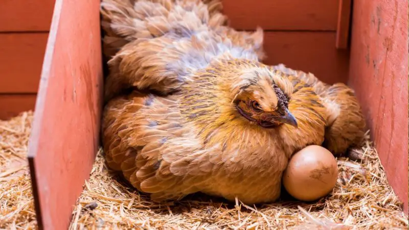 Can Egg-Laying Chickens Eat Ginger