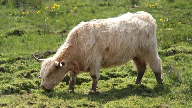 Do Cows Have Nerves on Their Bones