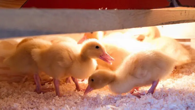 Do Ducklings Need a Heat Lamp at Night