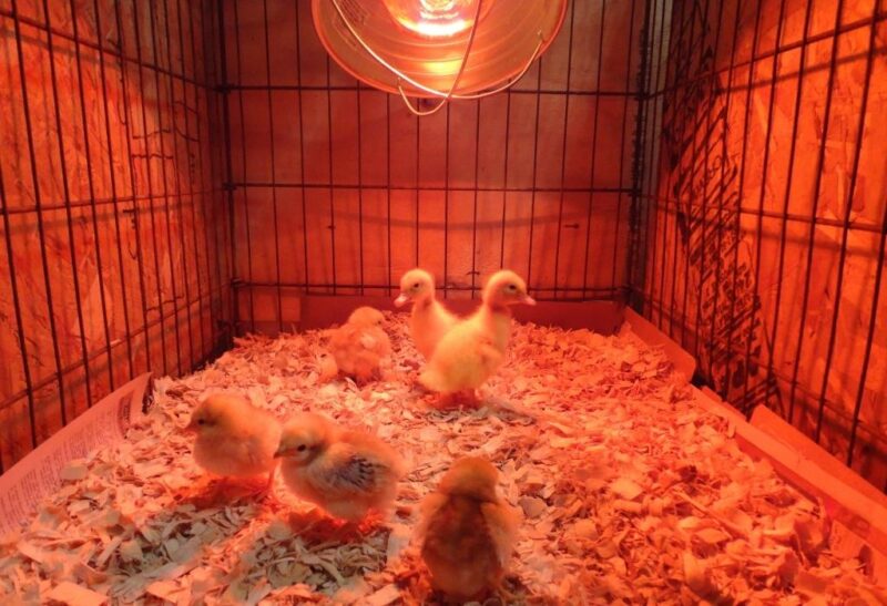 Do Ducklings Need a Heat Lamp