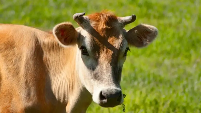 Do Female Dairy Cows Have Horns or Antlers