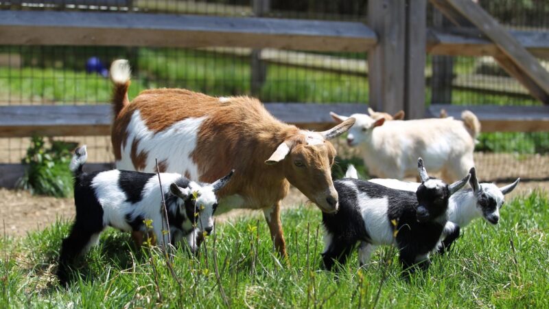 Do Goats Need to Be Separate to Give Birth
