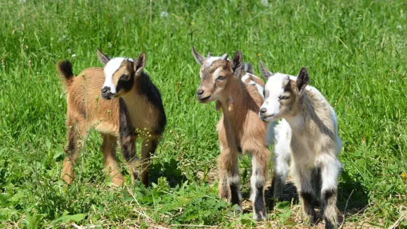 How Cold is Too Cold For Baby Goats