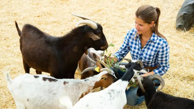 How Do Goat Farmers Make Money From Milk Farming