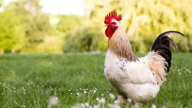 How Fast Do Chickens Grow to Full Size