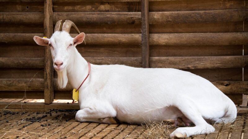 How Long Does it Take To Raise a Meat Goat