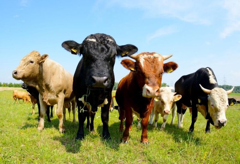 How Many Cows Can Be Farmed per Acre