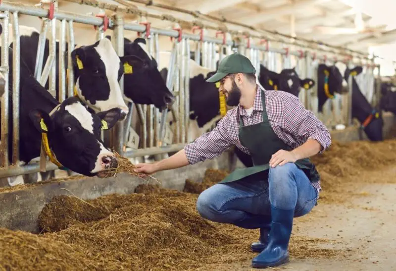 How Much Do Dairy Farmers Earn A Year