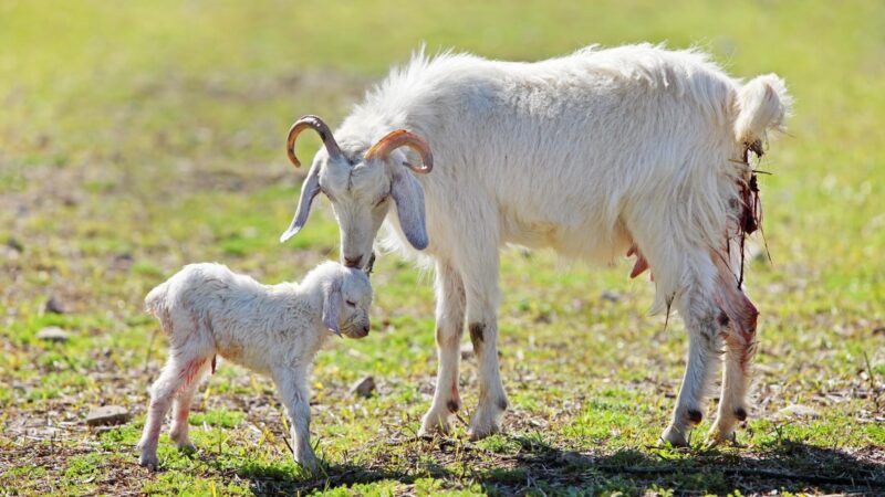 How Much Does a Newborn Goat Cost