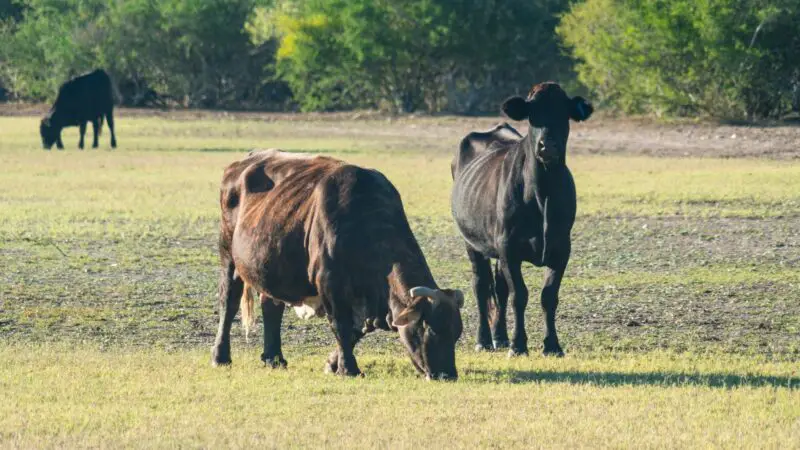 How Much Land Does a Grass-Fed Cow Need