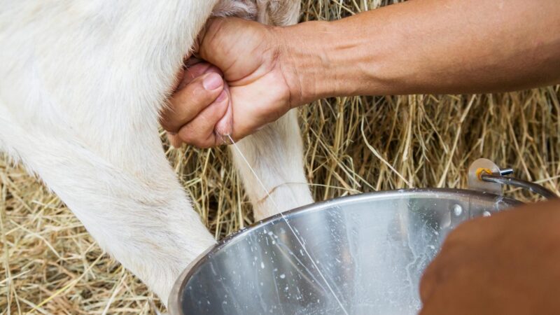 How Often Do You Milk a Goat