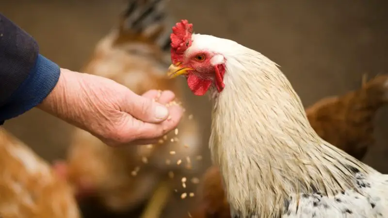 How to Feed Ginger to Chickens