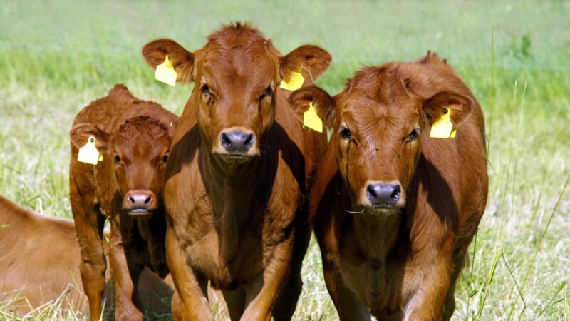 Is Dehorning Bad For Calves