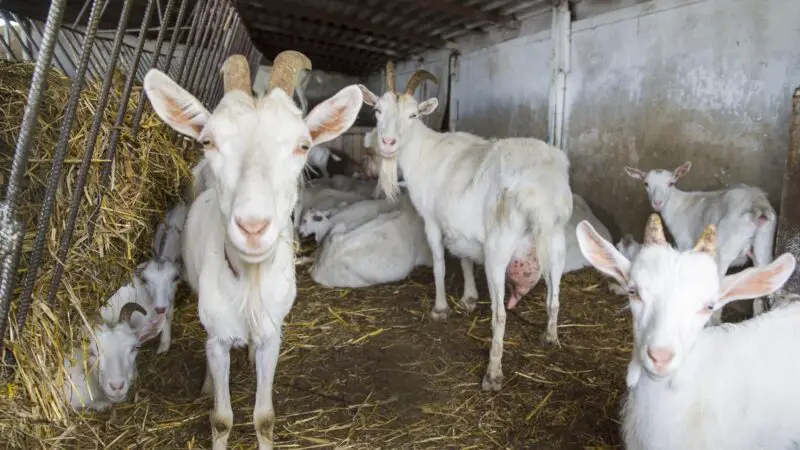Is Goat Milk Farming Profitable