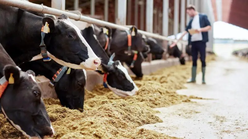 Is the Startup Costs for a Dairy Farm High