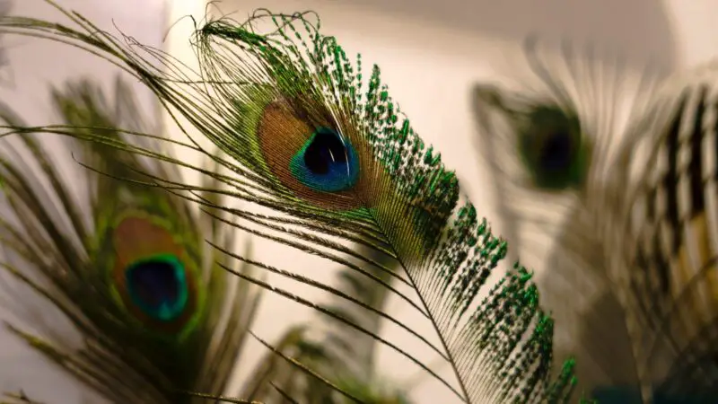 Keeping Peacock Feathers at Home
