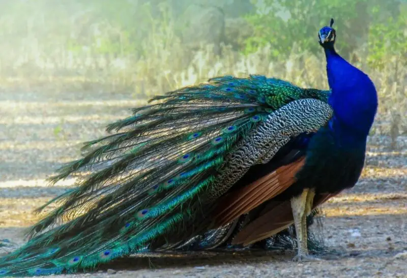 Keeping Peacock Feathers at Home.