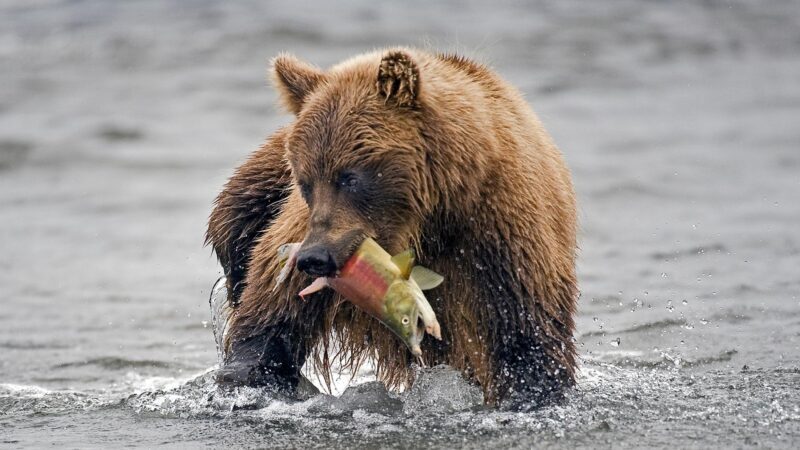 What Do Bears Eat in a Day