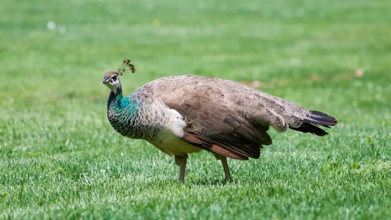 What Do Female Peacocks Look Like