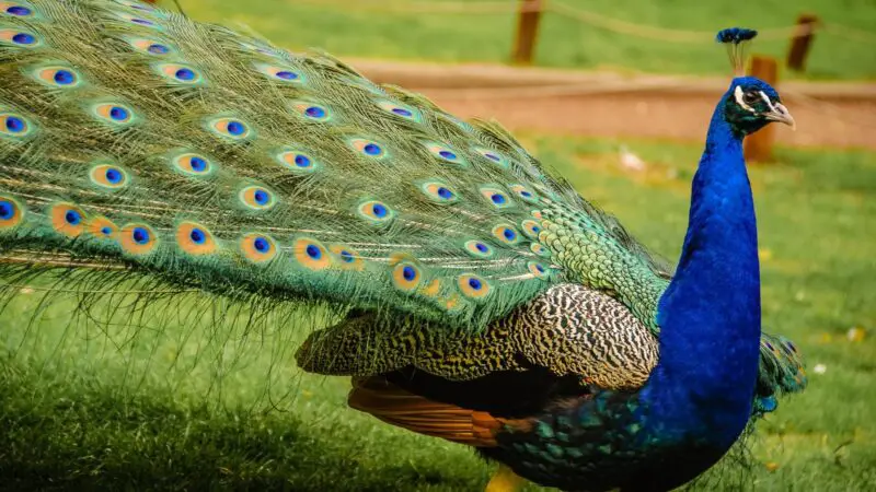 What Do Male Peacocks Look Like